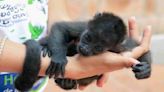 ¡Luchan por su vida! Tres crías de mono aullador fueron rescatadas en Veracruz; su salud, de pronóstico reservado