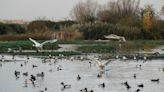 Warming climate and storms see Bewick’s swans make latest arrival since 1965