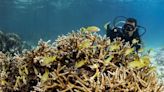 Centro de Innovación Marino ofrece esperanzas de recuperar arrecifes en el Caribe