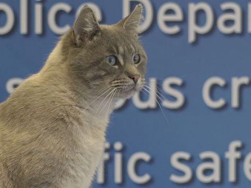 How a cat found a job, a new home at the Kentwood Police Department