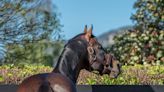 ‘The whole farm’s over the moon with the way he’s gone’ - I Am Invincible wins third Australian sires’ title