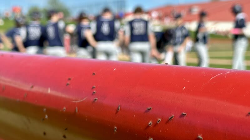 Lycoming County commissioners, health experts warn public about spongy moths