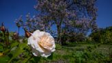 El Jardín del Perfumero de Versalles transporta al público en el tiempo