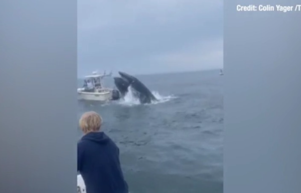 Must-see video: Breaching whale lands on boat, nearly capsizes vessel