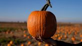 Is climate change picking (off) the best pumpkins this year? Extreme weather decimates crops