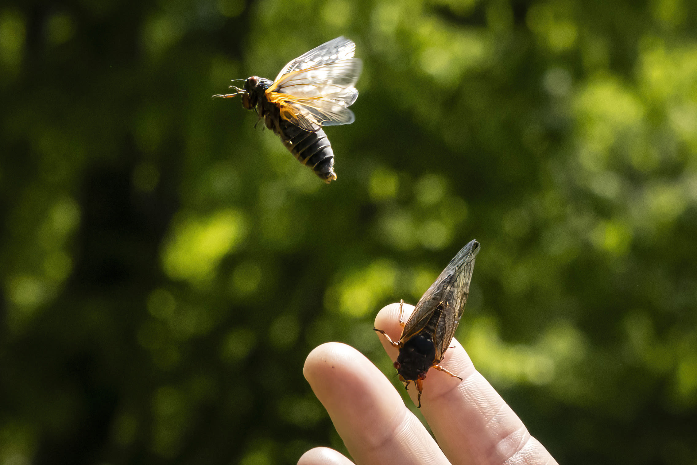 Celebrate the 2024 cicada emergence at these events in the Chicago area