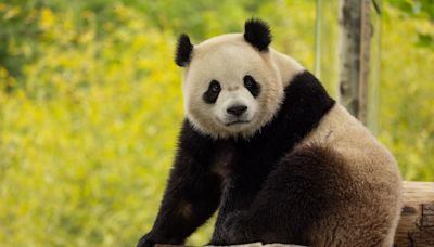 Giant pandas to return to National Zoo in DC