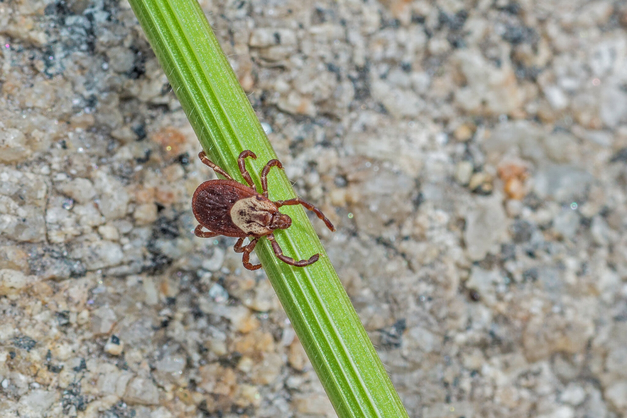 A CT resident got Rocky Mountain spotted fever. Here’s what to know about the rare tick disease.