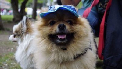 La feria más grande de Neuquén tendrá un lugar especial para la salud de tu perro y tu gato - Diario Río Negro