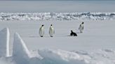 New emperor penguin colony in Antarctica discovered from space