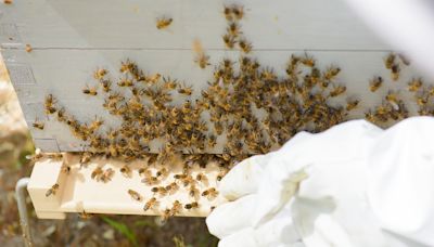 暖冬花開少...蜂蜜減產苗縣評鑑喊停 當地農會嘆：採蜜狀況不佳