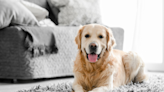 Meet Beacon, a Golden Retriever Therapy Dog and Team U.S.A. Gymnastics' 'Goodest Boy'