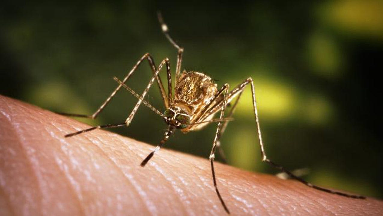 More mosquitoes test positive for West Nile virus in Austin. Find out where.