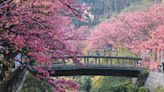 Skyscanner: Canadians booking up this Japan location for March travel