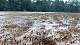 Agro precisa recuperar 3,2 milhões de hectares no Rio Grande do Sul