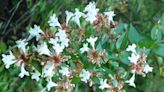 How to Plant and Grow Glossy Abelia