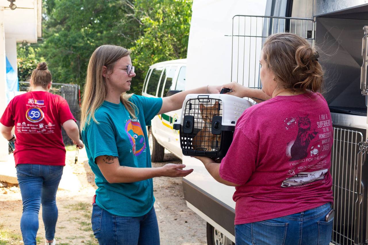 48 pets rescued from Wake County hoarding home recovering from injuries, disease, SPCA says