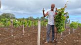 Manutahi, el milagro del primer vino que se cultiva en la Isla de Pascua