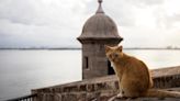 Los 13 puntos para entender por qué el gobierno quiere echar a los gatos que habitan un sitio histórico de Puerto Rico