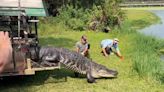 12-Foot Alligator Caught Blocking Planes at Air Force Base Returns to Cause Chaos After Relocation