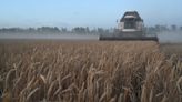 Precios de exportación del trigo ruso se mantienen durante la semana pasada, envíos siguen siendo escasos