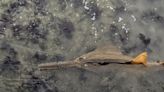 Toxic algae the likely culprit behind dead sawfish in the Florida Keys