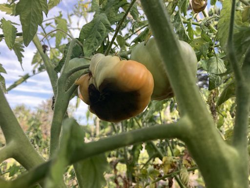 How to deal with the dark spots on the bottom of your tomatoes