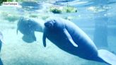 One of oldest known manatees, Juliet, dies at ZooTampa