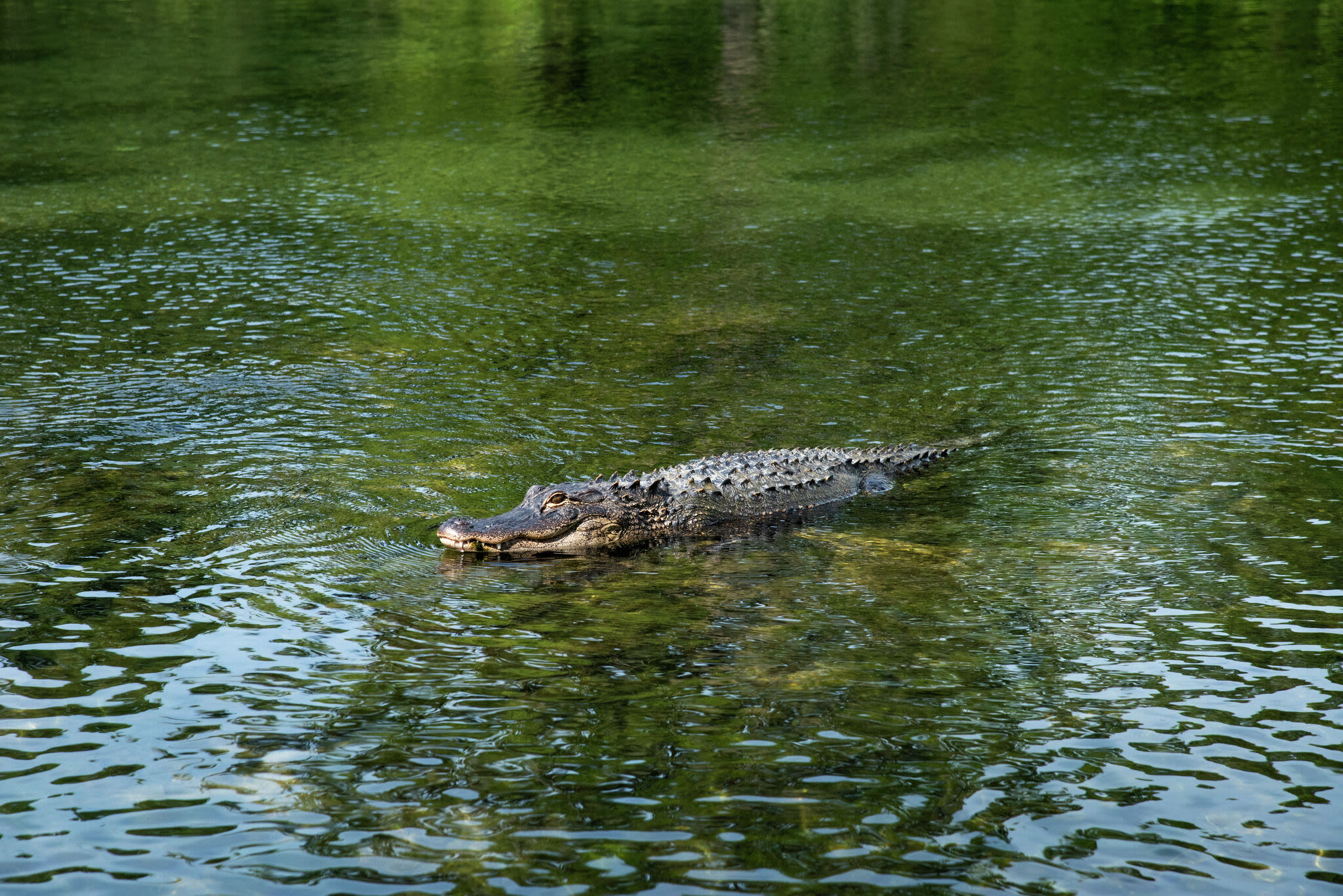 What to do if you find yourself face-to-face with a Texas alligator