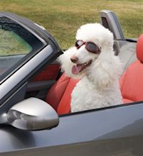 11 Driving Dogs Who Really Know What They're Doing