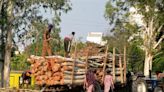 Amid plantation drives, Amritsar MC chops trees to lay canal water supply pipeline