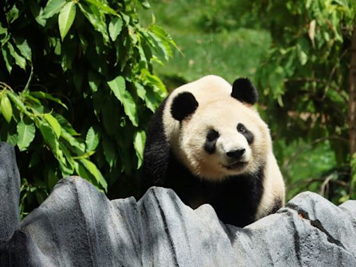 California zoo throws a show to welcome back Chinese pandas