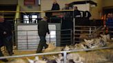 Sheep of all classes prove good to sell in Ayr