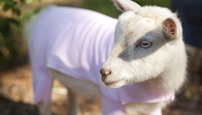 Baby Farm Goats Having a Pajama Party Is the Gift That Keeps on Giving