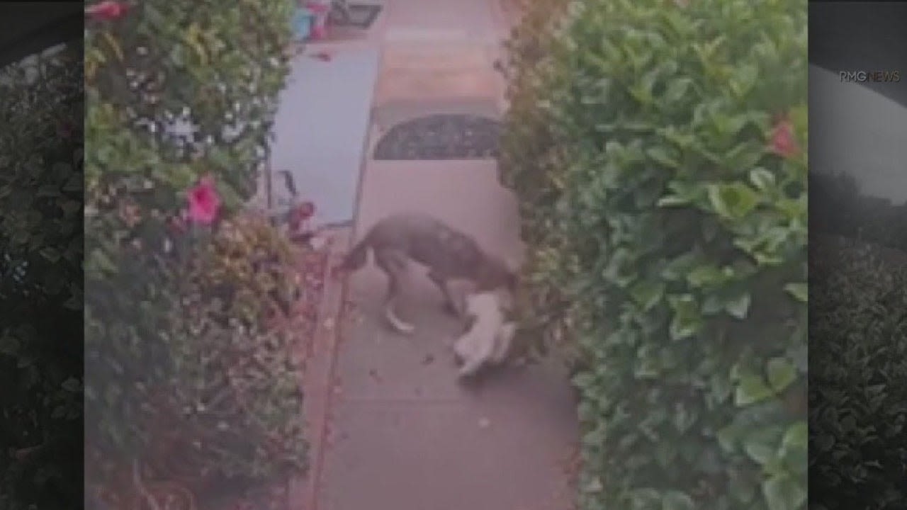 CAUGHT ON CAMERA: Coyote attacks dog in San Fernando Valley neighborhood