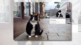 Fact Check: This Tuxedo Cat Is Polish City's Top-Rated Tourist Attraction on Google Maps?