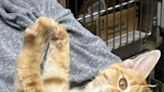 Kitten's social media tale tugs at heartstrings. Cat lovers raise $7K for heart operation