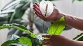 Peace lily is 'more likely' to bloom again with two simple changes