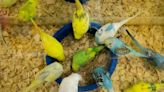 Your guide to 12 pet stores in the Corpus Christi area