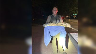 Officers find a 5-foot iguana on the loose