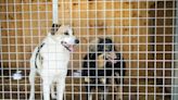 13 Dogs Abandoned at Colorado Boarding Facility