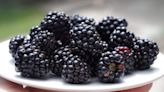 9 health benefits of eating blackberries