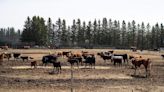 'A societal issue': Drought-plagued Alberta braces for even worse conditions