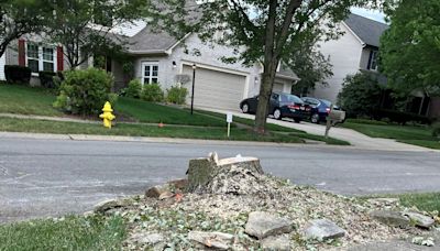 Noblesville residents decry 'heartbreaking' tree purge