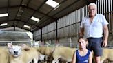 Suffolk farmer loses half his income as Bluetongue ban stops sheep going to market