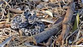 Rattlesnake safety for humans and pets