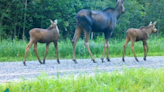 Rare video shows mama moose strutting with twin babies in Minnesota national park