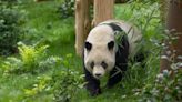 San Diego Zoo's giant pandas to debut next month: See Yun Chuan and Xin Bao settle in