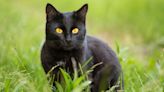 Black Cat Stalking Deer Gets Way More Than He Bargained For