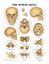 Human Skull Poster - perfect for illustrators for reference: http://www ...